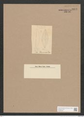Navicula sp. (de-Toni-Nr.: Genus 1) Zeichnungen Sammlung Grunow Nr. 1373 (NHMW-BOT-W0368328)
